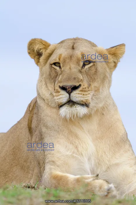 : Lion (Panthera leo). KwaZulu Natal. South Africa : Lion (Panthera leo). KwaZulu Natal. South Africa