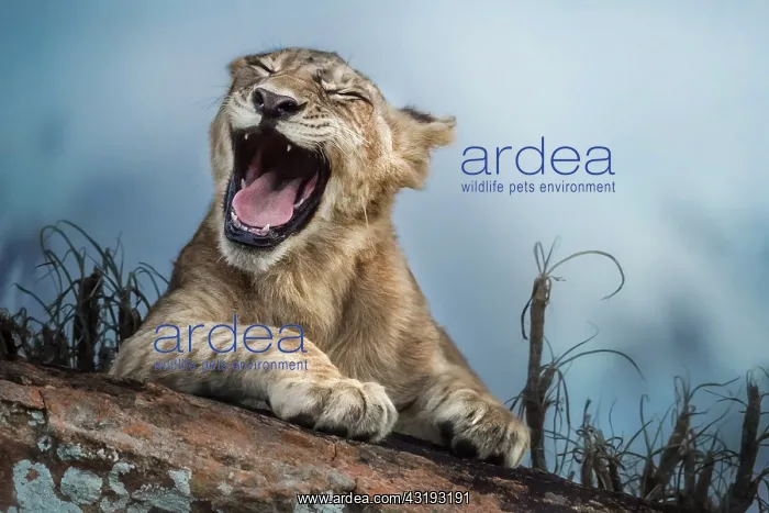 : Lion (Panthera leo) Laughing cub, Tsavo National : Lion (Panthera leo) Laughing cub, Tsavo National