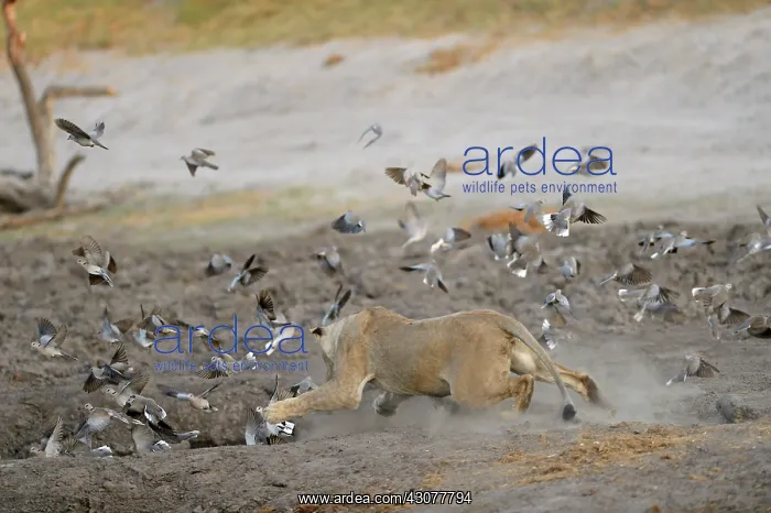 : Lion (Panthera leo) Lioness chasing doves at water : Lion (Panthera leo) Lioness chasing doves at water