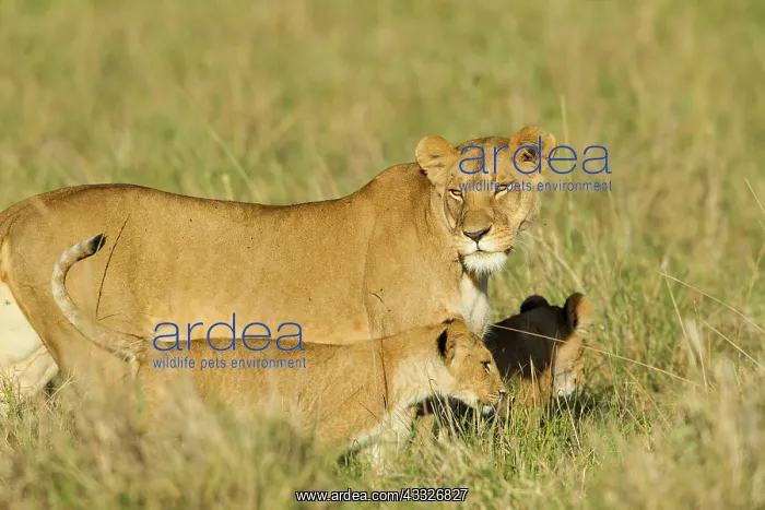 : Lion (Panthera leo) Lioness and cub walking, Kenya, Masai Mara National Reserve : Lion (Panthera leo) Lioness and cub walking, Kenya, Masai Mara National Reserve