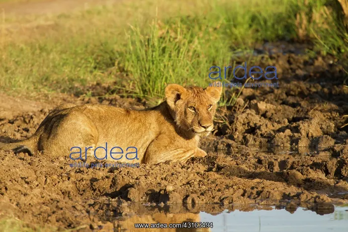: Lion (Panthera leo) Lioness and cubs laying at a watering hole : Lion (Panthera leo) Lioness and cubs laying at a watering hole