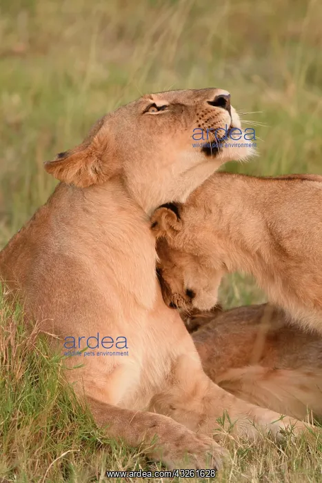 : Lion (Panthera leo), lioness cuddles with young : Lion (Panthera leo), lioness cuddles with young