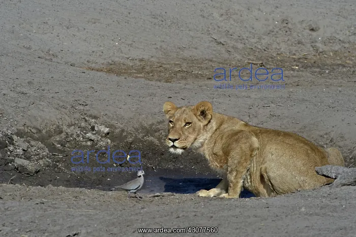 : Lion (Panthera leo) Lioness and dove at water point : Lion (Panthera leo) Lioness and dove at water point
