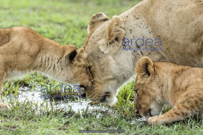: Lion (Panthera leo), lioness drinking and lion cubs : Lion (Panthera leo), lioness drinking and lion cubs