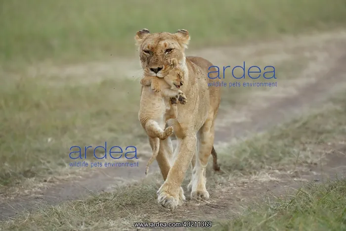 : Lion (Panthera leo) lioness holding a cub in its : Lion (Panthera leo) lioness holding a cub in its