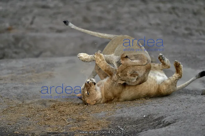 : Lion (Panthera leo) Lioness playing after devouring : Lion (Panthera leo) Lioness playing after devouring