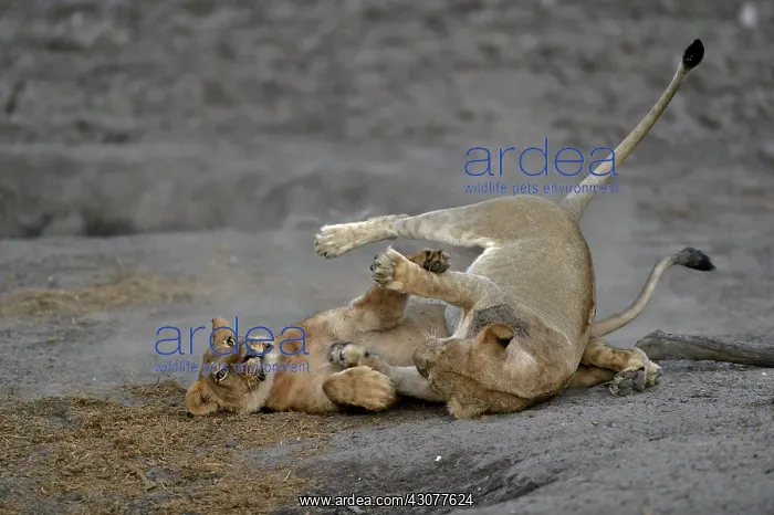 : Lion (Panthera leo) Lioness playing after devouring : Lion (Panthera leo) Lioness playing after devouring