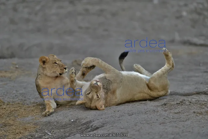 : Lion (Panthera leo) Lioness playing after devouring : Lion (Panthera leo) Lioness playing after devouring