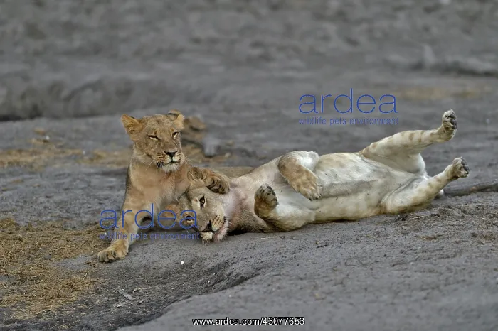  : Lion (Panthera leo) Lioness playing after devouring
