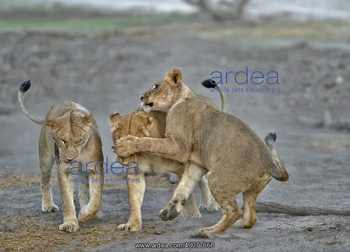 : Lion (Panthera leo) Lioness playing after devouring : Lion (Panthera leo) Lioness playing after devouring