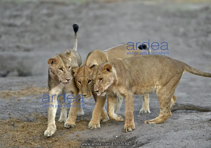 : Lion (Panthera leo) Lioness playing after devouring : Lion (Panthera leo) Lioness playing after devouring