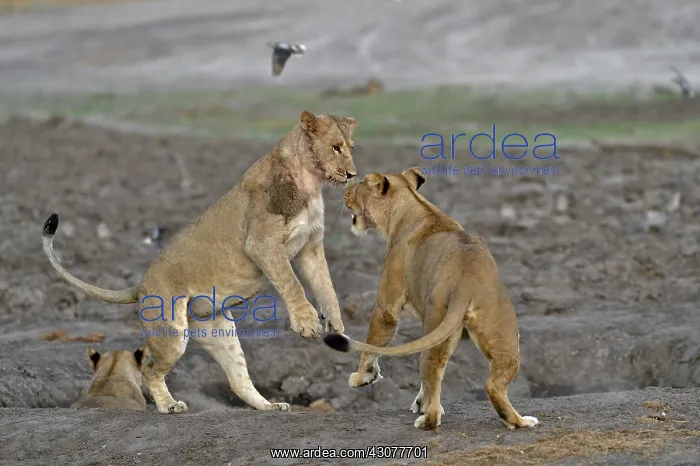  : Lion (Panthera leo) Lioness playing after devouring