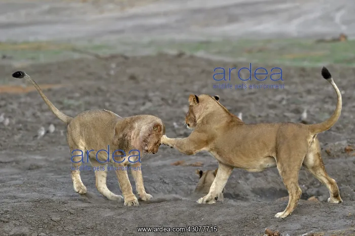 : Lion (Panthera leo) Lioness playing after devouring : Lion (Panthera leo) Lioness playing after devouring
