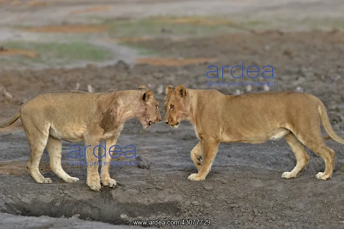 : Lion (Panthera leo) Lioness playing after devouring : Lion (Panthera leo) Lioness playing after devouring