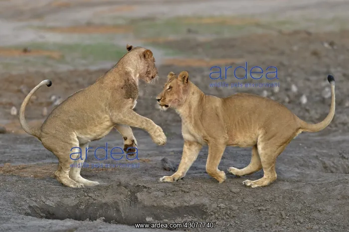 : Lion (Panthera leo) Lioness playing after devouring : Lion (Panthera leo) Lioness playing after devouring
