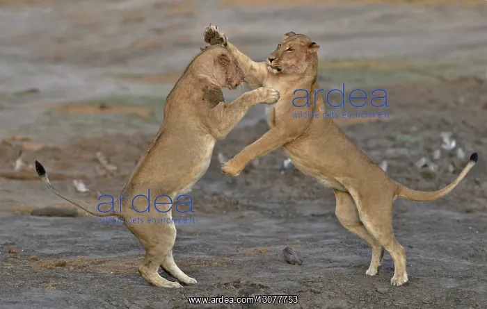 : Lion (Panthera leo) Lioness playing after devouring : Lion (Panthera leo) Lioness playing after devouring