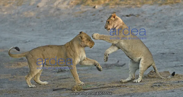 : Lion (Panthera leo) Lioness playing after devouring : Lion (Panthera leo) Lioness playing after devouring