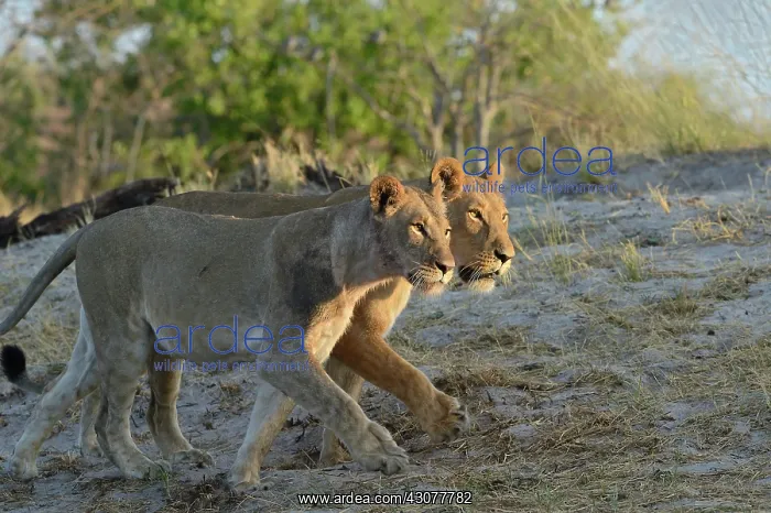 : Lion (Panthera leo) Lioness playing after devouring : Lion (Panthera leo) Lioness playing after devouring