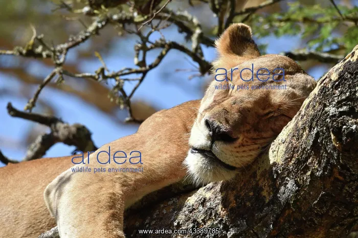 : Lion (Panthera leo) Lioness, tree lion sleeping : Lion (Panthera leo) Lioness, tree lion sleeping
