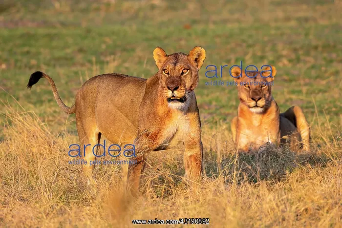 : Lion (Panthera leo), lionesses, Moremi Game Reserve : Lion (Panthera leo), lionesses, Moremi Game Reserve