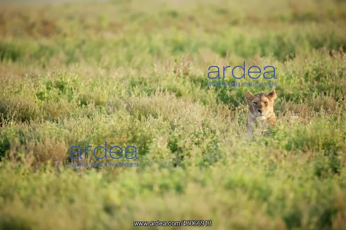 : Lion (Panthera leo) looking at camera over high grass : Lion (Panthera leo) looking at camera over high grass