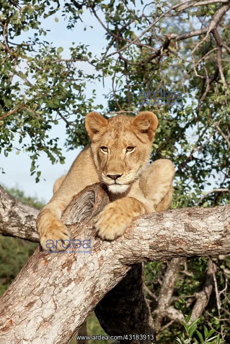 : Lion (Panthera leo) on the lookout in a tree in early morning sun : Lion (Panthera leo) on the lookout in a tree in early morning sun