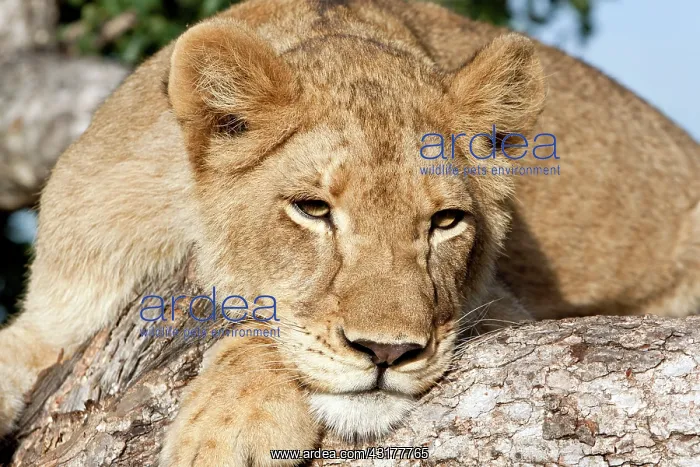 : Lion (Panthera leo) lying in tree : Lion (Panthera leo) lying in tree