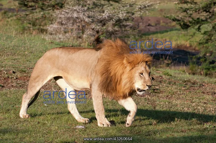 : Lion (Panthera leo), Maasai Mara, Kenya : Lion (Panthera leo), Maasai Mara, Kenya