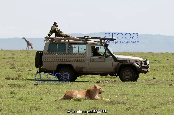 : Lion (Panthera leo), Maasai Mara, Kenya : Lion (Panthera leo), Maasai Mara, Kenya