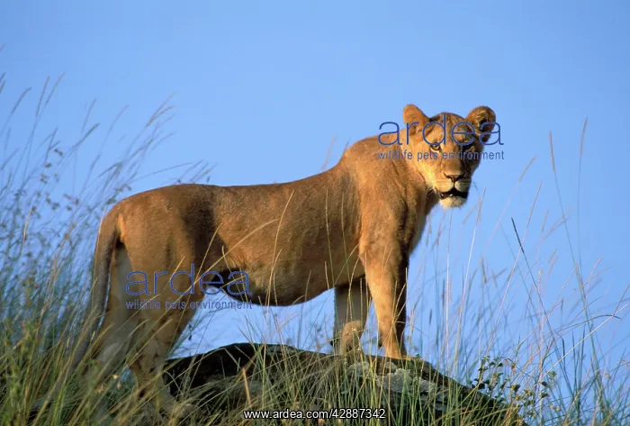  : Lion (Panthera leo). Maasai Mara, Kenya, Africa