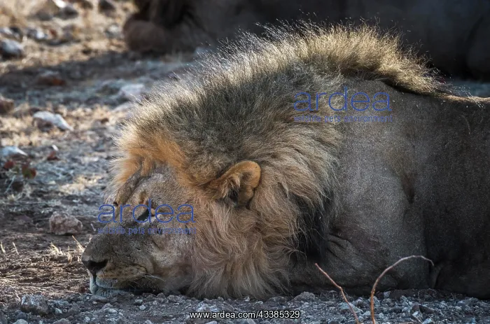 : Lion (Panthera leo), male animal, Etosha National : Lion (Panthera leo), male animal, Etosha National