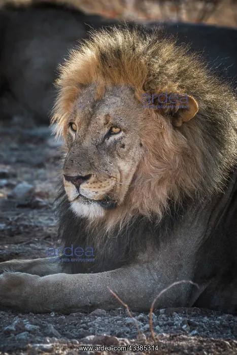 : Lion (Panthera leo), male animal, portrait, Etosha : Lion (Panthera leo), male animal, portrait, Etosha