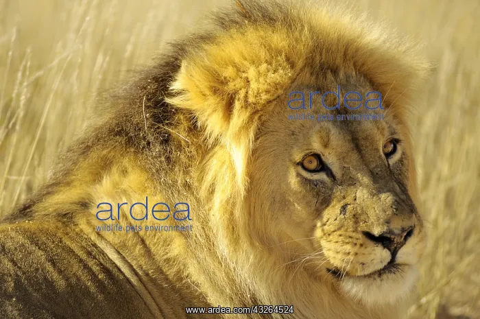 : Lion (Panthera leo) male with black mane in the : Lion (Panthera leo) male with black mane in the