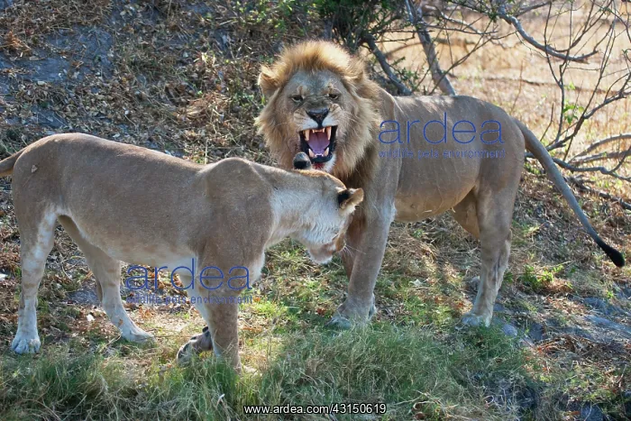 : Lion (Panthera Leo) male and female growl and show aggression during their : Lion (Panthera Leo) male and female growl and show aggression during their