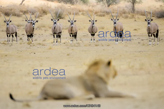 : Lion (Panthera leo) male in front of a herd of Oryx : Lion (Panthera leo) male in front of a herd of Oryx