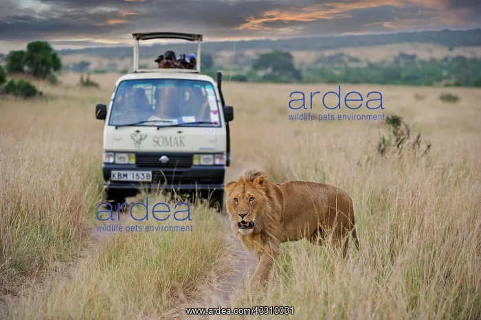 : Lion (Panthera leo), male, safari vehicle in the : Lion (Panthera leo), male, safari vehicle in the