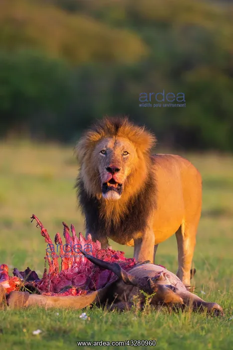 : Lion (Panthera leo), male with skeleton, eland kill : Lion (Panthera leo), male with skeleton, eland kill