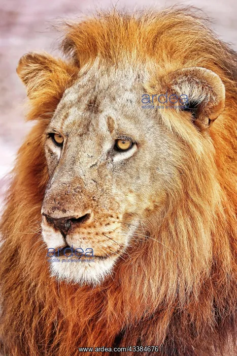 : Lion (Panthera leo), male, South Luangwa NP, Zambia, Africa : Lion (Panthera leo), male, South Luangwa NP, Zambia, Africa