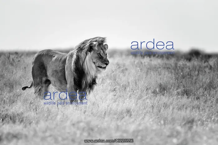 : Lion (Panthera leo), male standing in grassland : Lion (Panthera leo), male standing in grassland