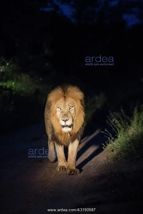 : Lion (Panthera leo), male walking at night, Sabi : Lion (Panthera leo), male walking at night, Sabi