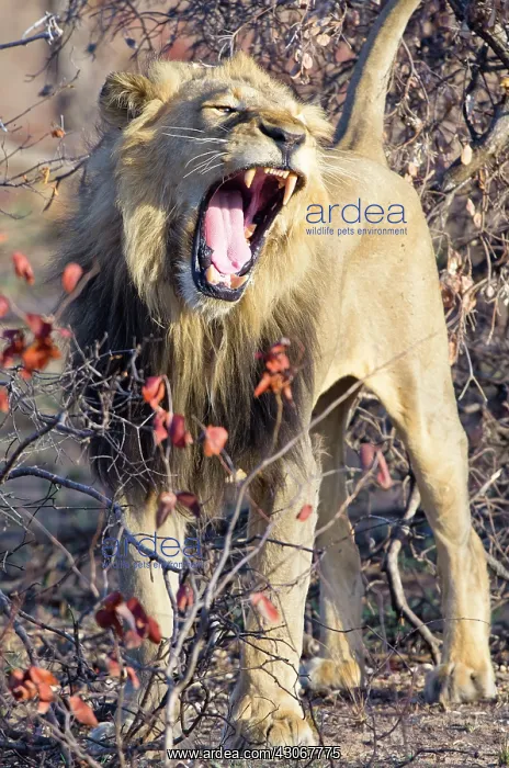 : Lion (Panthera Leo) male yawning in bushland : Lion (Panthera Leo) male yawning in bushland