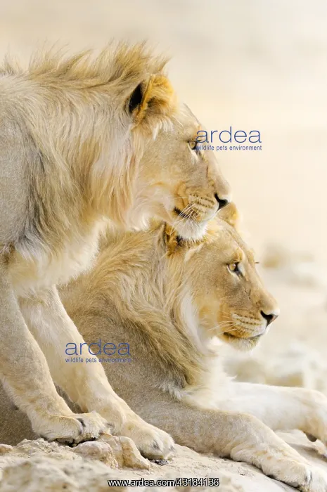 : Lion (Panthera leo) two males at the waterhole in : Lion (Panthera leo) two males at the waterhole in