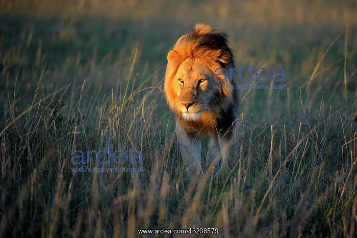 : Lion (Panthera leo) with a mane in the first morning : Lion (Panthera leo) with a mane in the first morning