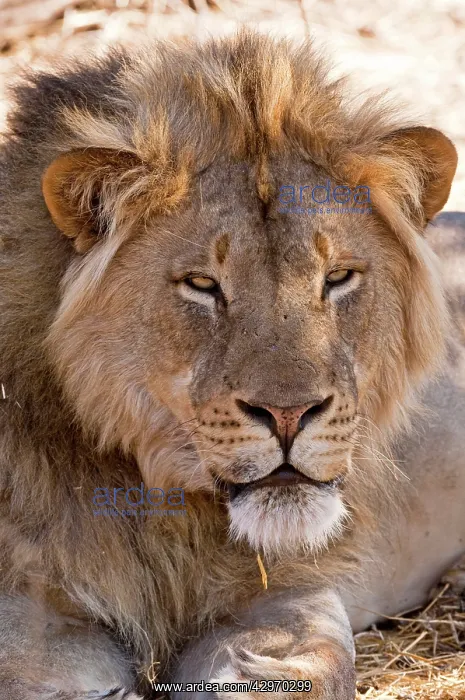 : Lion (Panthera leo). Mashatu Game Reserve - Botswana : Lion (Panthera leo). Mashatu Game Reserve - Botswana