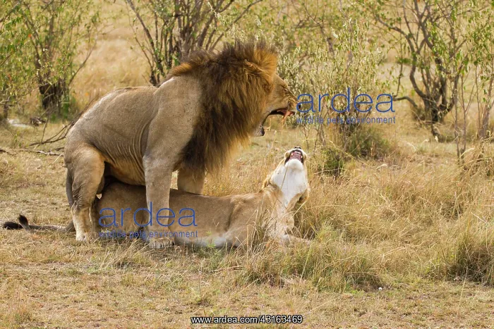 : Lion (Panthera leo) mating on the ground, Kenya, Masai Mara National Reserve : Lion (Panthera leo) mating on the ground, Kenya, Masai Mara National Reserve