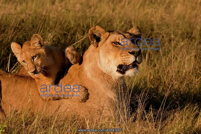 : Lion (Panthera leo) mother and cub interacting in grassland : Lion (Panthera leo) mother and cub interacting in grassland