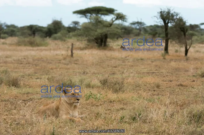 : Lion (Panthera leo), Ndutu, Ngorongoro Conservation : Lion (Panthera leo), Ndutu, Ngorongoro Conservation