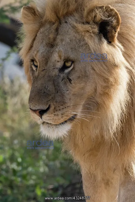 : Lion (Panthera leo), Ndutu, Ngorongoro Conservation : Lion (Panthera leo), Ndutu, Ngorongoro Conservation
