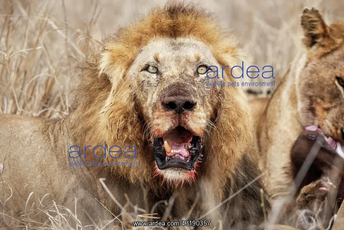 : Lion (Panthera leo), old animal, animal portrait : Lion (Panthera leo), old animal, animal portrait