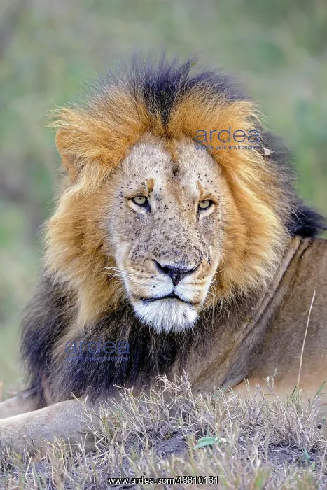 : Lion (Panthera leo), old maned lion, portrait, Masai : Lion (Panthera leo), old maned lion, portrait, Masai